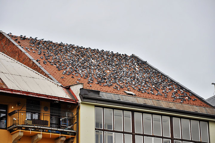 A2B Pest Control are able to install spikes to deter birds from roofs in Dagenham. 