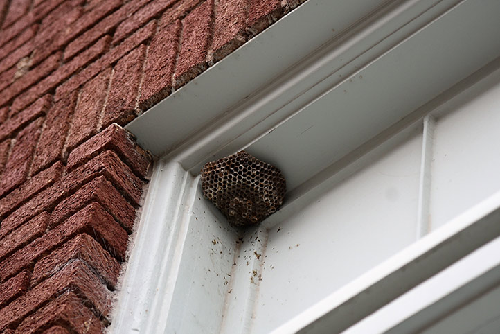 We provide a wasp nest removal service for domestic and commercial properties in Dagenham.